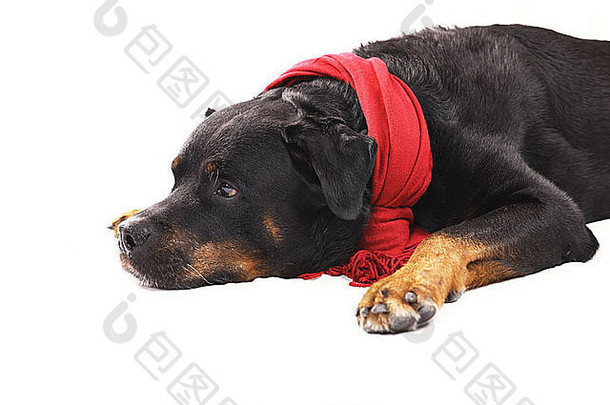 纯种罗威犬，红色圣诞围巾，白色隔离