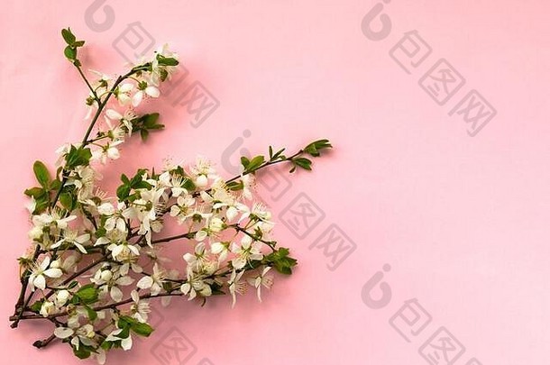 白色樱桃花花朵光粉红色的背景前视图复制空间