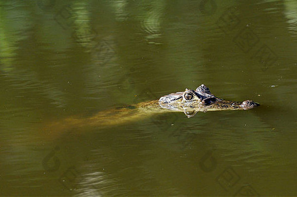 一只目瞪口呆的凯门鳄（凯门鳄）半浸在池塘里。布拉里奥·卡里洛，霍尔克塔斯，萨拉皮基，哥斯达黎加。