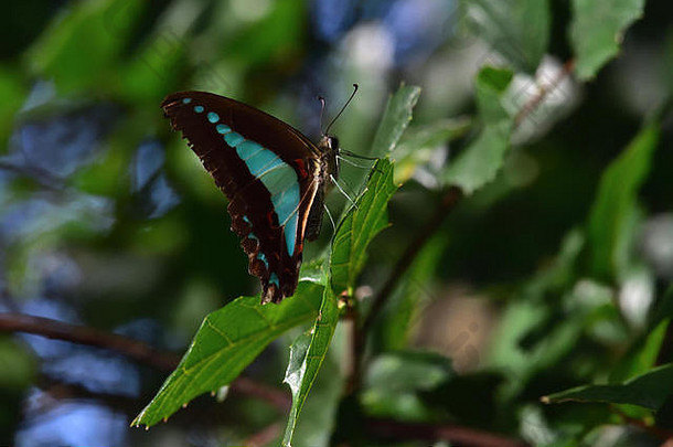 澳大利亚蓝色的三角形蝴蝶休息叶