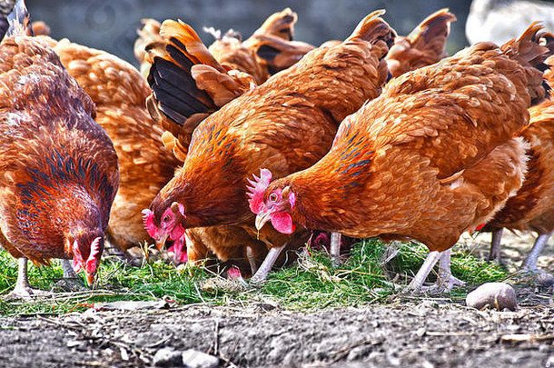 鸡传统的免费的范围家禽农场
