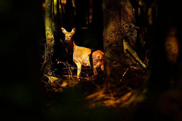 在森<strong>林深</strong>处，一只美丽得惊人的母<strong>鹿</strong>在清晨的阳光下被捕获