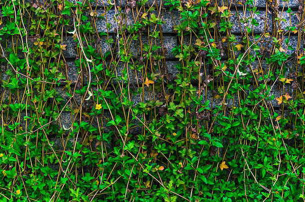 砖墙上的绿色匍匐植物创造了一个美丽的背景