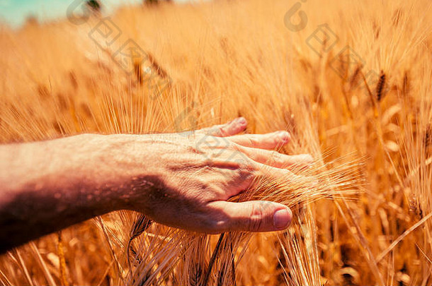 负责的农民在耕地中触摸成熟的大麦穗，选择重点