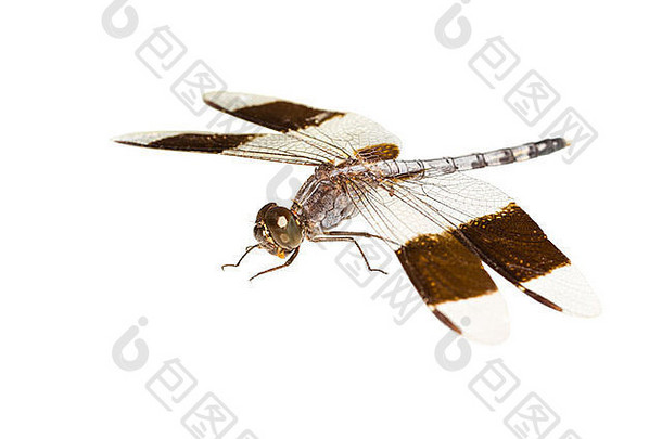 大的热带蜻蜓被隔离在白色背景上，特写
