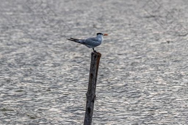一个孤独的海鸥站在一个木棍上，在海洋中央，也许在它继续旅程之前休息一会儿，或者也许在寻找FI。