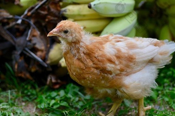 澳大利亚昆士兰汤斯维尔，4周大的罗德岛红鸡在热带花园觅食