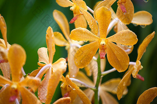 新加坡植物园郁金香