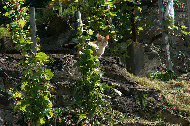 姜和白宫猫潜伏在葡萄园里，瑞士贝尔斯基村