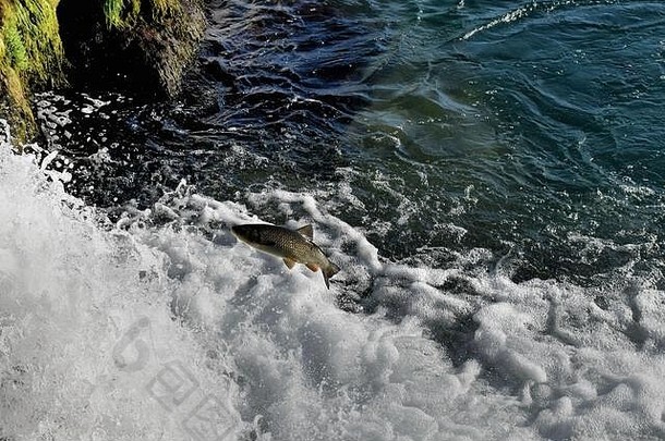 鱼跳瀑布莱茵瀑布沙夫豪森瑞士