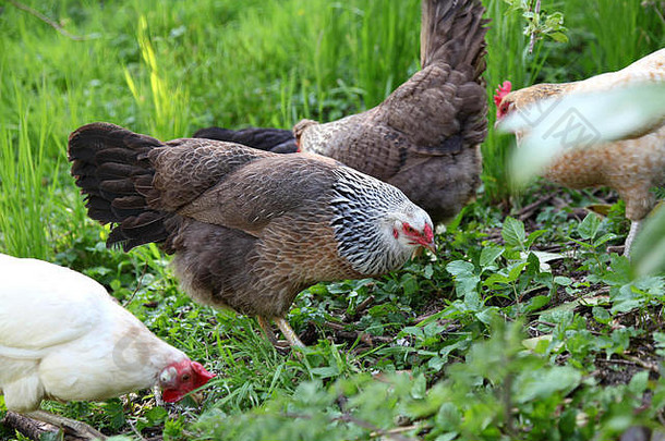 色彩鲜艳的自由放养的鸡食物果园