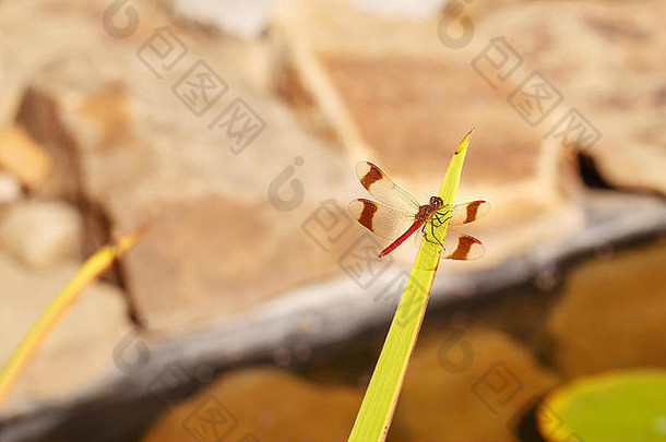 蜻蜓坐在绿叶上。可以清楚地看到昆虫的翅膀。特写镜头。背景模糊了。