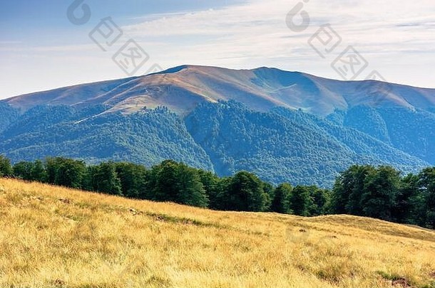 夏季喀尔巴阡山脉景观。草地上风化的草。山丘边缘的山毛榉林。远处的阿佩茨卡山。晴朗的奥古斯