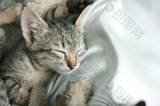 可爱有趣可爱的小猫猫咪闭上眼睛，在家里的白灰色软布床上和哥哥姐姐睡得很紧。