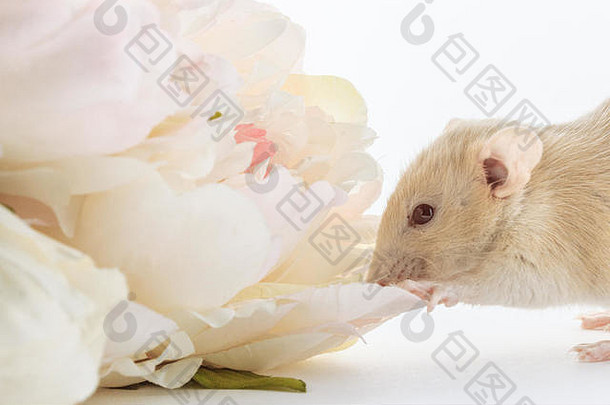可爱的小白鼠在美丽的开花白牡丹，婚礼，情人节，花的特写照片。白色背景