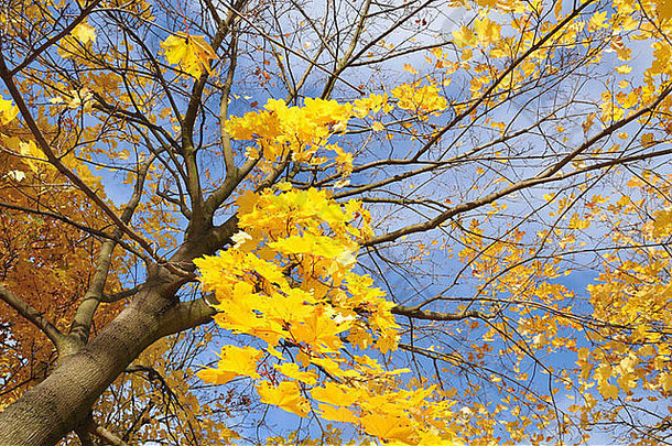 黄色的枫叶映衬着蓝天，秋天的树木
