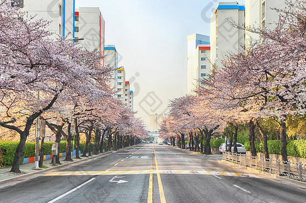 南昌、锁阳谷、釜山、韩国、亚洲盛开的樱花