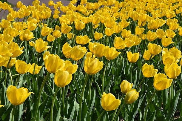 美国马萨诸塞州波士顿市，春天，波士顿公共花园里的郁金香