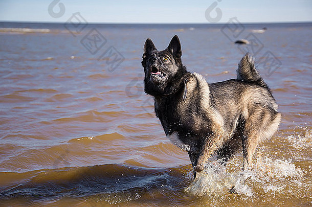 快乐的狗在海水中玩耍