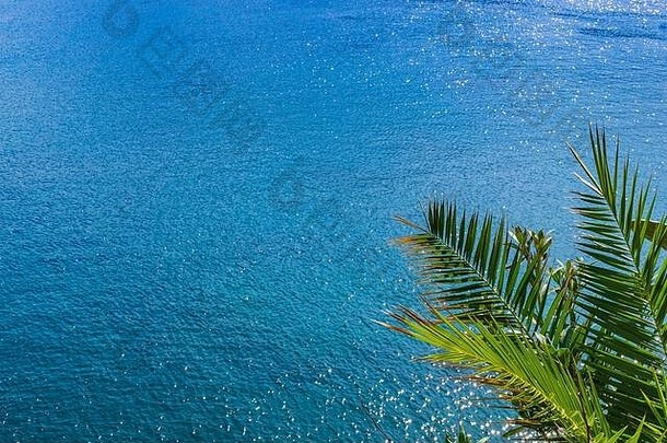 棕榈叶的背景是蔚蓝的大海。空间。旅行邀请。
