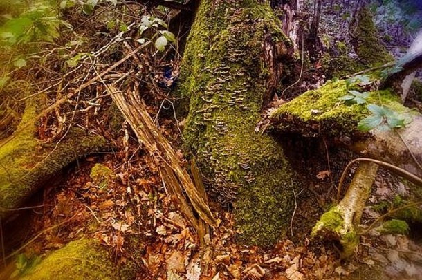 破碎的树树桩自然摘要冬天林地设置莫斯