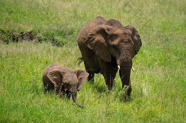 非洲象和小象穿过长长的草地