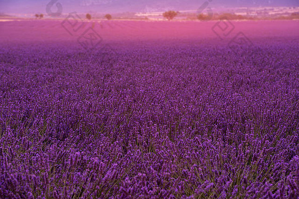 法国普罗旺斯valensole附近的levender field紫色芳香花朵
