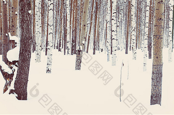 公园里的桦树和白杨树，冬天的雪地里的树林里