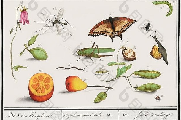 以昆虫、蝴蝶和其他动植物为特色的复古插图艺术