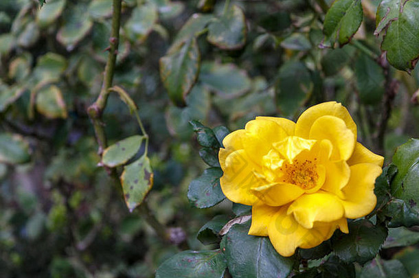 花园里的一朵黄花