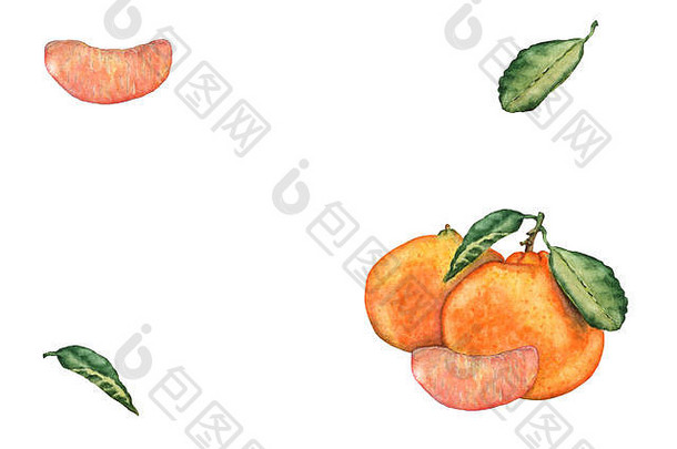 水彩手画橘子片叶子色彩斑斓的新鲜的美味的普通话集邀请问候卡片设计植物插图