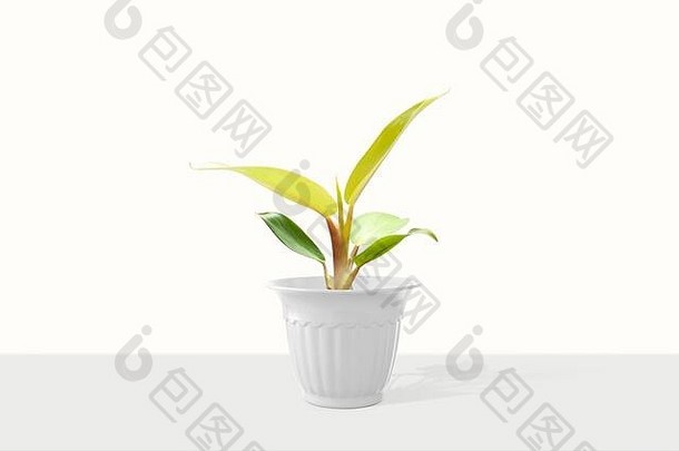 华丽的室内植物竹竽色彩斑斓的能孤立的白色背景