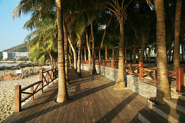 中国海南岛大东海湾海滩棕榈树晨游堤