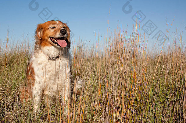 肖像毛茸茸的红色的白色牧羊犬狗长海滩一边草