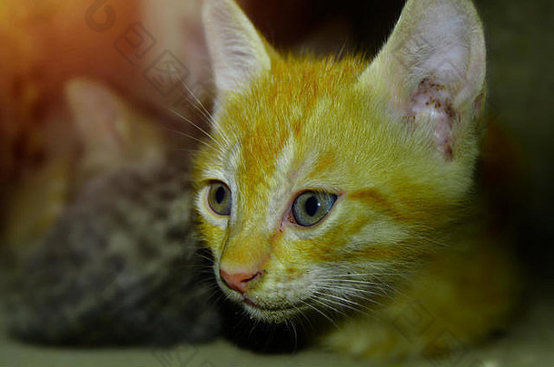 美丽的毛茸茸的猫尾巴大绿色眼睛