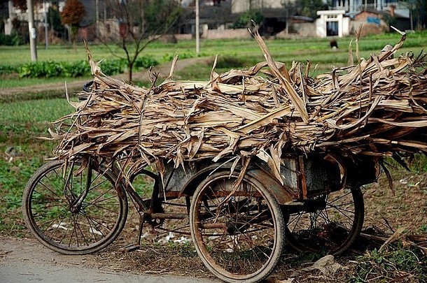 中国，利安村：<strong>四川</strong>省一个农场<strong>上</strong>，干枯<strong>的</strong>玉米秸秆装满了农民<strong>的</strong>自行车车