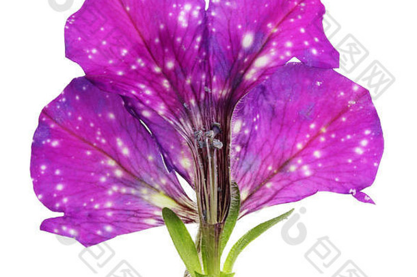 垂<strong>直减</strong>少夏天巴德黑暗紫罗兰色的佩妮花内部真正的植物概念孤立的白色工作室宏