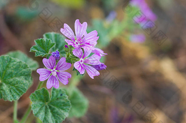 家庭常见的锦葵淡紫色的结果表明花春天花园