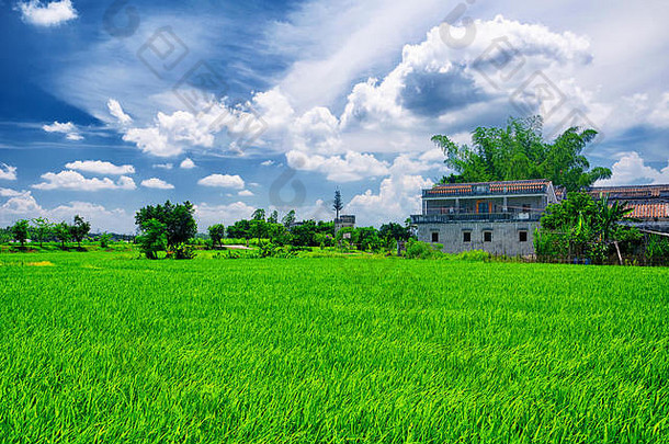 在一个晴朗的蓝天下，中国广东省开平市自力村开平碉楼的历史建筑和稻田。