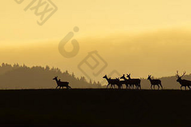 日出时，马鹿群在地平线上行走的全景。大自然中野生动物的黑色剪影和多彩的景观
