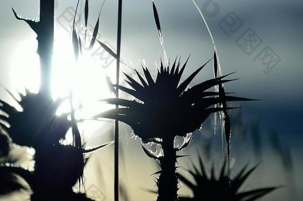 乳蓟的头状花序，日出时背光，水飞蓟