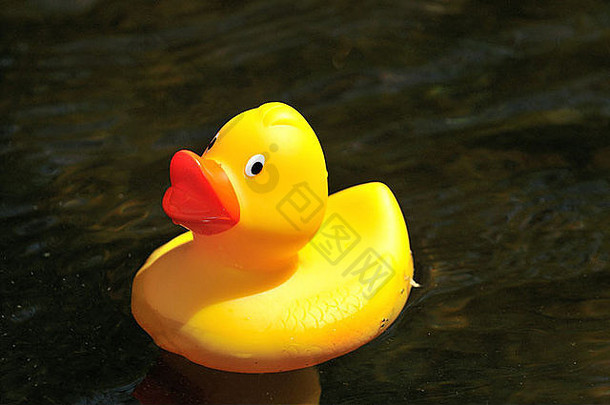 橡胶鸭孤立的水背景