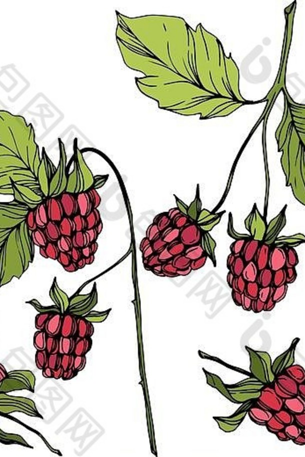 分离的树莓健康食品载体。红色和绿色的雕刻水墨艺术。孤立元素。
