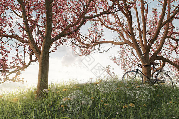 傍晚阳光下草地草地上日本樱桃树上倾斜黑色自行车的三维渲染