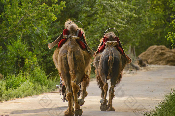 中国甘肃敦煌，骆驼和主人一起慢跑回家
