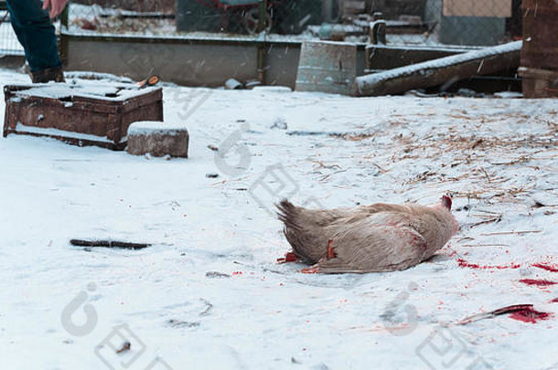 冬天，鹅的无头尸体在雪地上移动