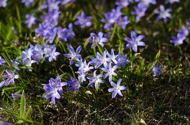 春日里，双叶Scilla在一群人中享受阳光。