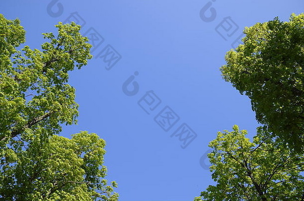 小巷马栗子蓝色的天空绿色树春天清晰的天空