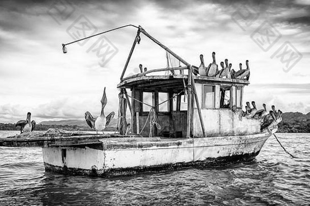 鹈鹕坐船奥弗湖危地马拉