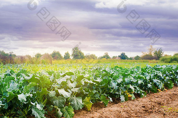 生长在田野里的花椰菜。新鲜有机蔬菜农业。农田
